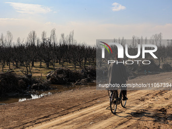 A man is riding a bicycle while thousands of trees are being uprooted along the Srinagar-Baramulla Highway as part of a road widening projec...