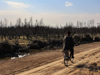 A man is riding a bicycle while thousands of trees are being uprooted along the Srinagar-Baramulla Highway as part of a road widening projec...