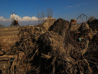 Thousands of trees are being uprooted on the Srinagar-Baramulla Highway as part of a road widening project in Jammu and Kashmir, India, on M...