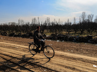 A man is riding his bicycle while thousands of trees are being uprooted along the Srinagar-Baramulla Highway as part of a road widening proj...