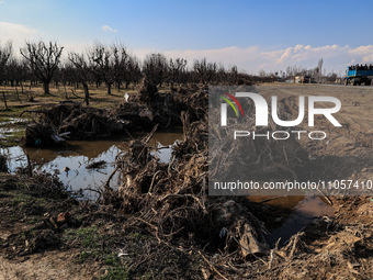 Thousands of trees are being uprooted on the Srinagar-Baramulla Highway as part of a road widening project in Jammu and Kashmir, India, on M...