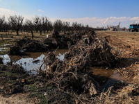 Thousands of trees are being uprooted on the Srinagar-Baramulla Highway as part of a road widening project in Jammu and Kashmir, India, on M...