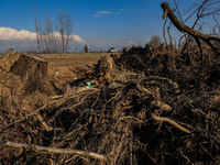 Thousands of trees are being uprooted on the Srinagar-Baramulla Highway as part of a road widening project in Jammu and Kashmir, India, on M...