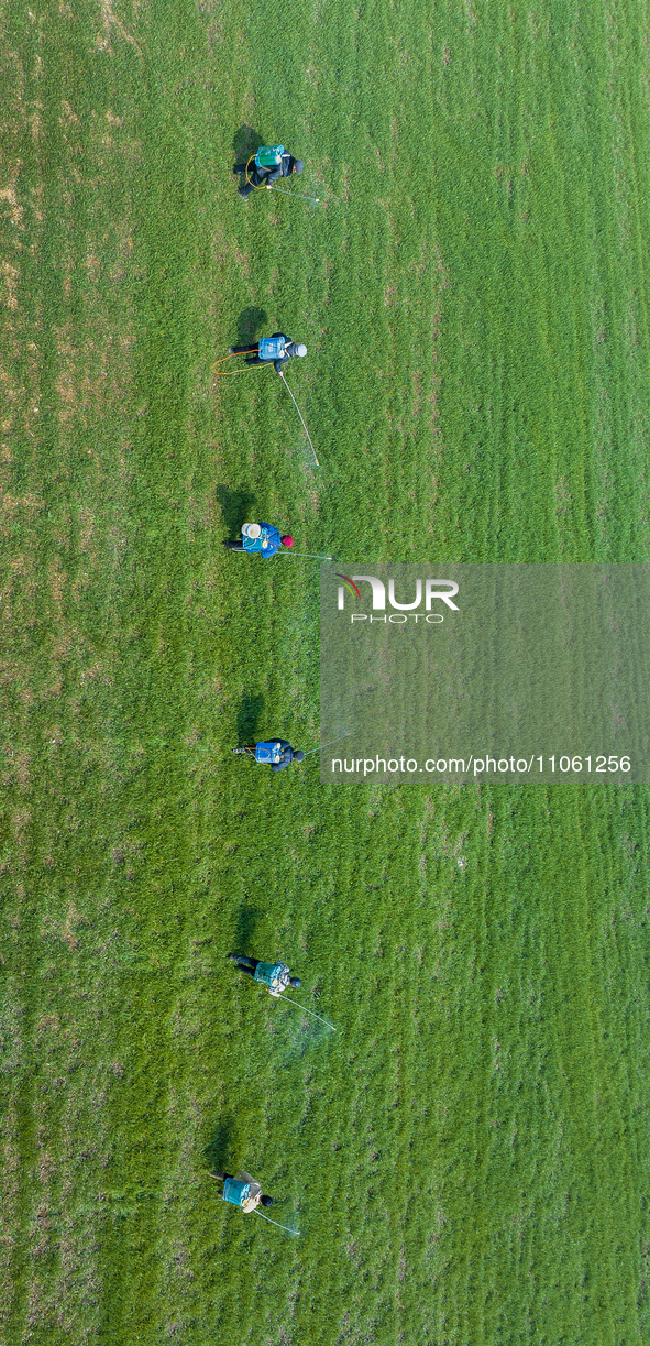 Farmers are spraying herbicides on wheat in Suqian, Jiangsu Province, China, on March 9, 2024. 