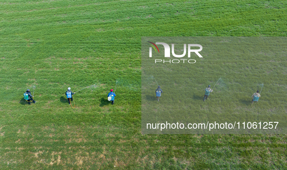 Farmers are spraying herbicides on wheat in Suqian, Jiangsu Province, China, on March 9, 2024. 