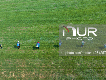 Farmers are spraying herbicides on wheat in Suqian, Jiangsu Province, China, on March 9, 2024. (