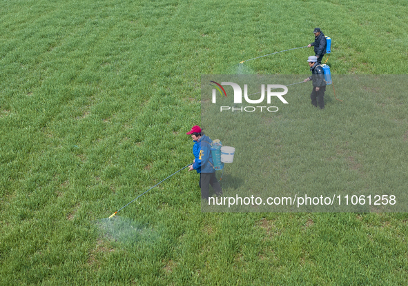 Farmers are spraying herbicides on wheat in Suqian, Jiangsu Province, China, on March 9, 2024. 