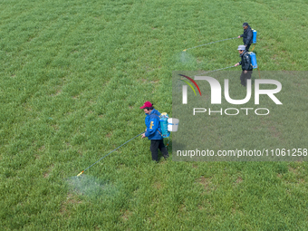 Farmers are spraying herbicides on wheat in Suqian, Jiangsu Province, China, on March 9, 2024. (