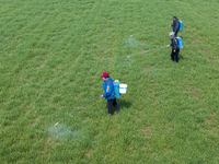 Farmers are spraying herbicides on wheat in Suqian, Jiangsu Province, China, on March 9, 2024. (