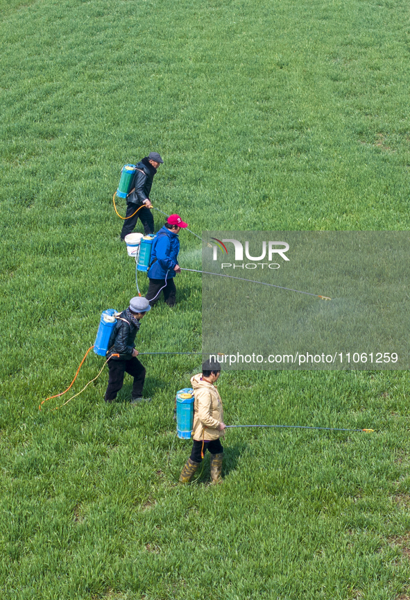 Farmers are spraying herbicides on wheat in Suqian, Jiangsu Province, China, on March 9, 2024. 