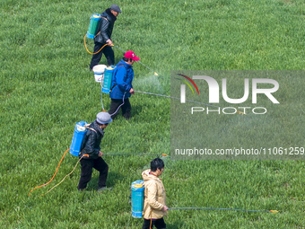 Farmers are spraying herbicides on wheat in Suqian, Jiangsu Province, China, on March 9, 2024. (