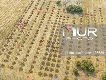 Volunteers are taking part in a tree planting activity in Lianyungang, China, on March 11, 2024. (