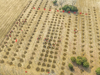 Volunteers are taking part in a tree planting activity in Lianyungang, China, on March 11, 2024. (