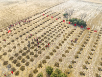 Volunteers are taking part in a tree planting activity in Lianyungang, China, on March 11, 2024. (