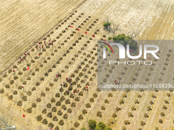 Volunteers are taking part in a tree planting activity in Lianyungang, China, on March 11, 2024. (