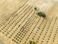 Volunteers are taking part in a tree planting activity in Lianyungang, China, on March 11, 2024. (