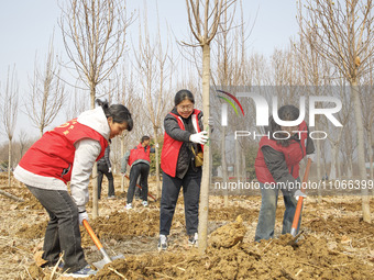 Volunteers are taking part in a tree planting activity in Lianyungang, China, on March 11, 2024. (