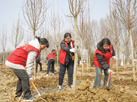 Volunteers are taking part in a tree planting activity in Lianyungang, China, on March 11, 2024. (