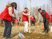 Volunteers are taking part in a tree planting activity in Lianyungang, China, on March 11, 2024. (