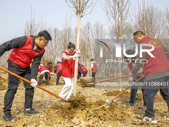 Volunteers are taking part in a tree planting activity in Lianyungang, China, on March 11, 2024. (