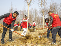 Volunteers are taking part in a tree planting activity in Lianyungang, China, on March 11, 2024. (