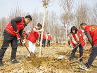 Volunteers are taking part in a tree planting activity in Lianyungang, China, on March 11, 2024. (