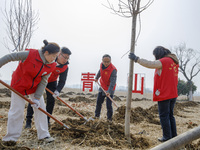 Volunteers are taking part in a tree planting activity in Lianyungang, China, on March 11, 2024. (