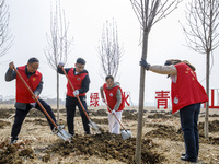 Volunteers are taking part in a tree planting activity in Lianyungang, China, on March 11, 2024. (