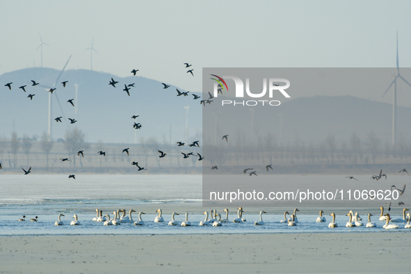 A large number of northbound migratory birds are being seen at the Wolong Lake Ecological Zone in Shenyang, Liaoning Province, China, on Mar...