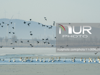 A large number of northbound migratory birds are being seen at the Wolong Lake Ecological Zone in Shenyang, Liaoning Province, China, on Mar...