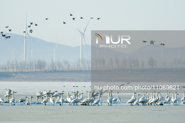 A large number of northbound migratory birds are being seen at the Wolong Lake Ecological Zone in Shenyang, Liaoning Province, China, on Mar...