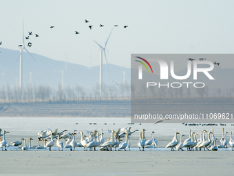 A large number of northbound migratory birds are being seen at the Wolong Lake Ecological Zone in Shenyang, Liaoning Province, China, on Mar...