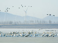 A large number of northbound migratory birds are being seen at the Wolong Lake Ecological Zone in Shenyang, Liaoning Province, China, on Mar...