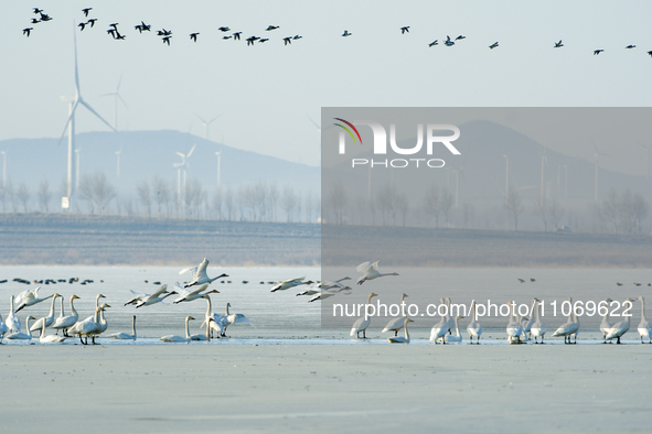 A large number of northbound migratory birds are being seen at the Wolong Lake Ecological Zone in Shenyang, Liaoning Province, China, on Mar...