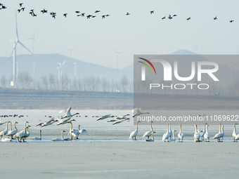 A large number of northbound migratory birds are being seen at the Wolong Lake Ecological Zone in Shenyang, Liaoning Province, China, on Mar...