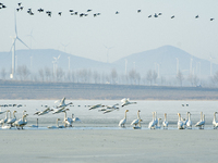 A large number of northbound migratory birds are being seen at the Wolong Lake Ecological Zone in Shenyang, Liaoning Province, China, on Mar...