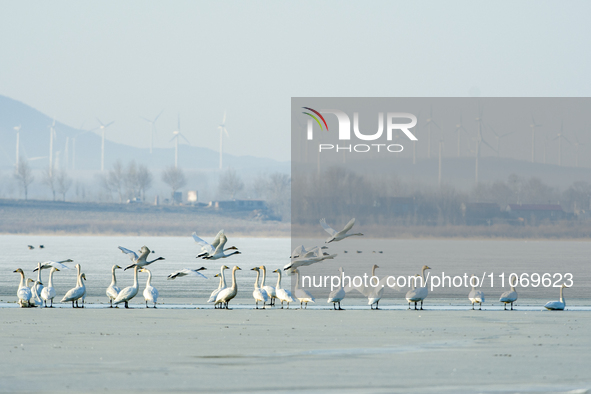 A large number of northbound migratory birds are being seen at the Wolong Lake Ecological Zone in Shenyang, Liaoning Province, China, on Mar...