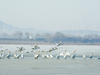 A large number of northbound migratory birds are being seen at the Wolong Lake Ecological Zone in Shenyang, Liaoning Province, China, on Mar...