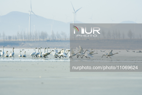 A large number of northbound migratory birds are being seen at the Wolong Lake Ecological Zone in Shenyang, Liaoning Province, China, on Mar...