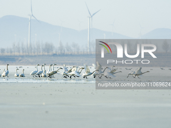 A large number of northbound migratory birds are being seen at the Wolong Lake Ecological Zone in Shenyang, Liaoning Province, China, on Mar...