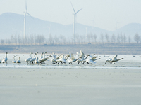 A large number of northbound migratory birds are being seen at the Wolong Lake Ecological Zone in Shenyang, Liaoning Province, China, on Mar...