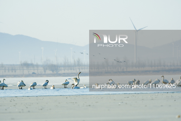 A large number of northbound migratory birds are being seen at the Wolong Lake Ecological Zone in Shenyang, Liaoning Province, China, on Mar...