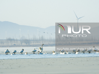 A large number of northbound migratory birds are being seen at the Wolong Lake Ecological Zone in Shenyang, Liaoning Province, China, on Mar...