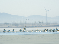 A large number of northbound migratory birds are being seen at the Wolong Lake Ecological Zone in Shenyang, Liaoning Province, China, on Mar...