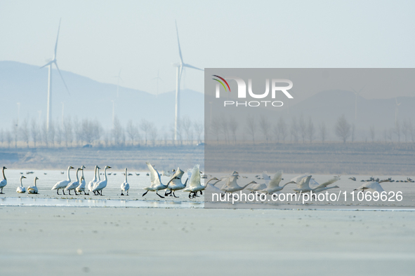 A large number of northbound migratory birds are being seen at the Wolong Lake Ecological Zone in Shenyang, Liaoning Province, China, on Mar...