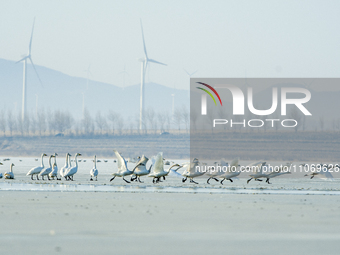 A large number of northbound migratory birds are being seen at the Wolong Lake Ecological Zone in Shenyang, Liaoning Province, China, on Mar...