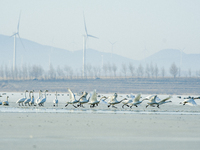 A large number of northbound migratory birds are being seen at the Wolong Lake Ecological Zone in Shenyang, Liaoning Province, China, on Mar...