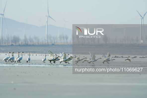 A large number of northbound migratory birds are being seen at the Wolong Lake Ecological Zone in Shenyang, Liaoning Province, China, on Mar...