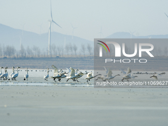 A large number of northbound migratory birds are being seen at the Wolong Lake Ecological Zone in Shenyang, Liaoning Province, China, on Mar...