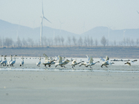 A large number of northbound migratory birds are being seen at the Wolong Lake Ecological Zone in Shenyang, Liaoning Province, China, on Mar...